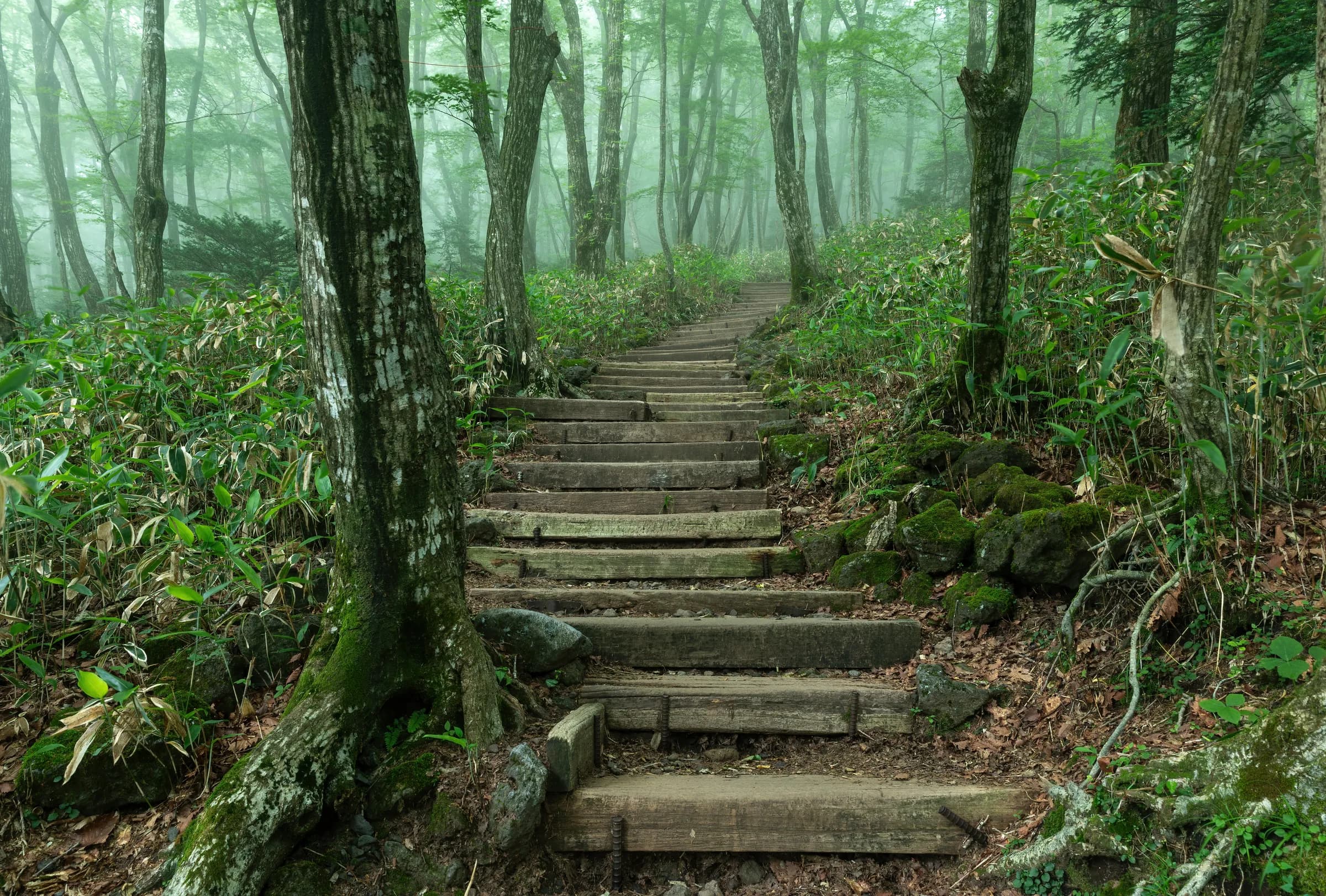 The Yeongsil trail on Hallasan. Reaching trailheads like this is the part that needs a car.