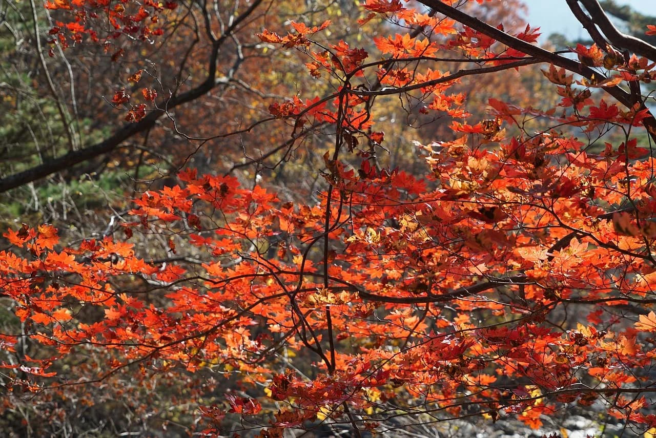 Autumn colour. The reason October is the best single month to come.