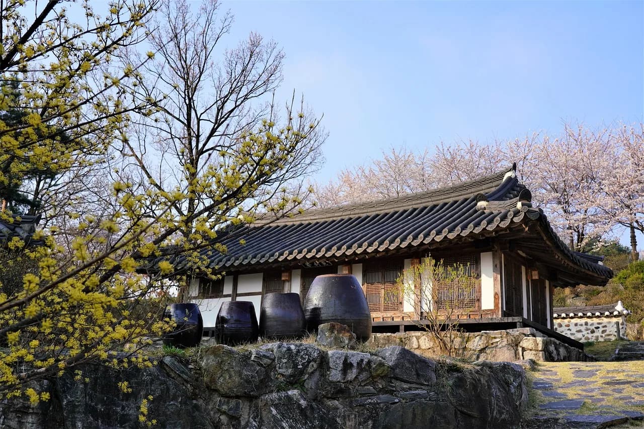 Blossom in Seoul. A few days at full bloom, and the date moves every year.